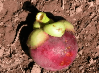 purple mangosteen