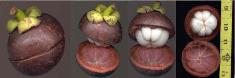 Four images of a mangosteen fruit