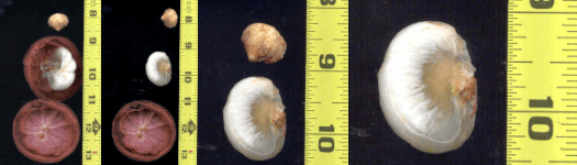 Close-up of two fruit segments