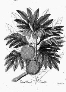 Black and white vintage botanical illustration