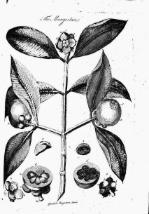 Botanical illustration