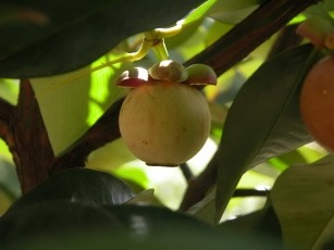A single ripe mangosteen