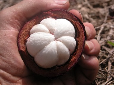 purple mangosteen