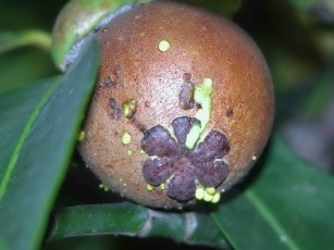 Close-up of two yellow guava fruit
