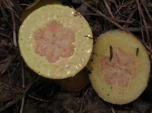Cross-section of two yellow fruits