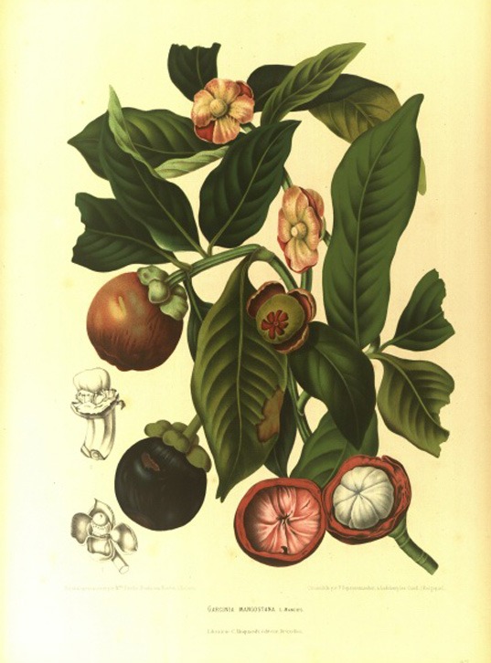NYBG-Mertz-hoola-van