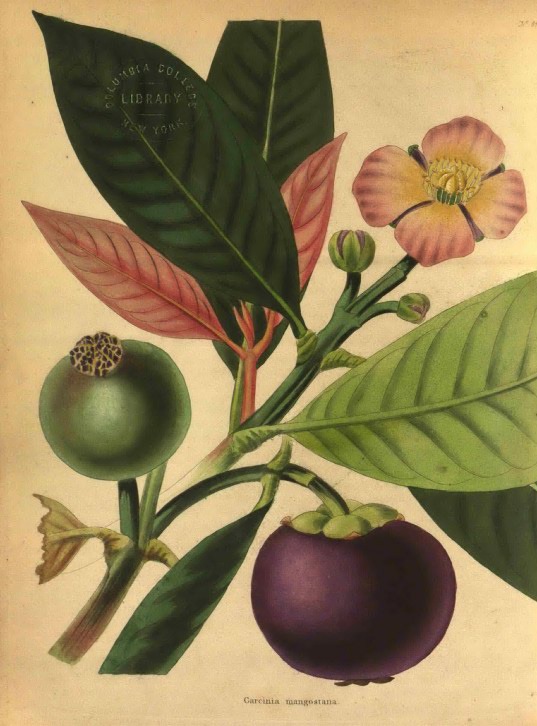 NYBG-Mertz-loddiges-conrad