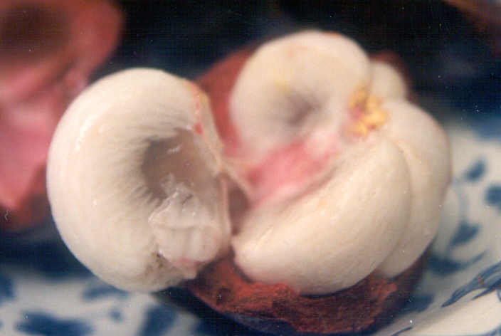 mangosteen