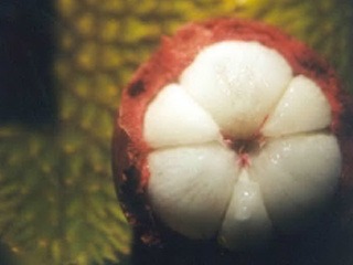 mangosteen